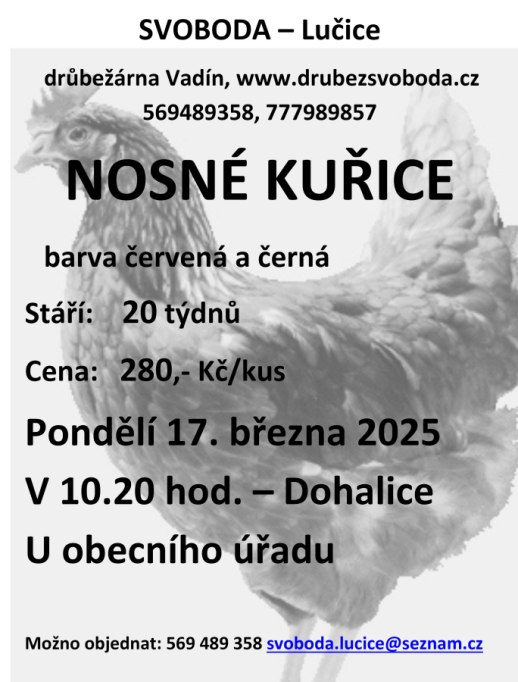 Prodej kuřic Svoboda Lučice